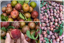 Mận hậu đầu mùa giá “chát”... chị em lùng mua đến “cháy hàng” 