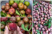 Mận hậu đầu mùa giá “chát”... chị em lùng mua đến “cháy hàng” 