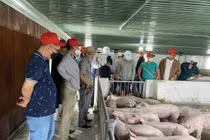 Mục sở thị dự án heo ăn chuối của bầu Đức