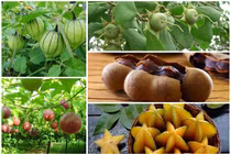 Việt Nam ngỡ là quả dại, sang nước ngoài “đắt hơn vàng“