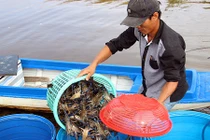 Về thăm thủ phủ nuôi tôm càng xanh ở Cà Mau
