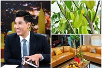 Ngắm hoa trái bên trong căn hộ của MC giàu nhất nhì showbiz Việt
