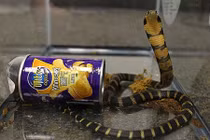 Kinh hoàng 3 hổ mang chúa “trốn" trong hộp khoai tây