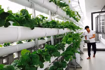 Thích mê vườn rau xanh mướt trên sân thượng nhà sao Việt