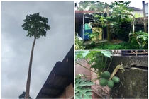 Mắt tròn mắt dẹt ngắm “quái cây” đu đủ được định giá tiền tỷ