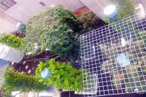 Kinh ngạc vườn rau trong nhà khủng nhất Sài Gòn: 1m² thu 40kg rau