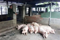 Kinh hoàng heo bất ngờ chết hàng loạt ở Nha Trang 