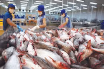 Nghịch lý tiêu chuẩn hải sản vào siêu thị Việt khó hơn xuất châu Âu?