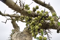 Cây dại bất ngờ thành bonsai tiền tỷ khiến dân chơi mê tít