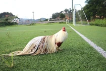 Vì sao gà tí hon 50 triệu đồng/con vẫn hút khách Việt xuống tiền?