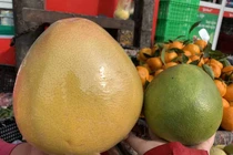 Nhìn trúng điểm này phân biệt ngay bưởi Trung Quốc và bưởi Việt Nam