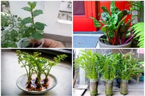 Mãn nhãn loạt bonsai rau củ quả đẹp đến “ngẩn ngơ” 