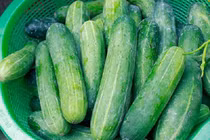 Muốn biết dưa chuột có bị tẩm hoá chất hay không hãy nhìn điểm này