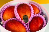 Giữa dịch Covid-19, xoài Nhật gần 2 triệu/quả nhà giàu Việt mạnh tay "chi" tiền