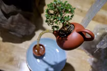 Mê mẩn loạt bonsai bay lơ lửng độc đáo