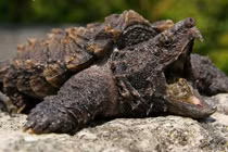 Thú chơi ngông của đại gia Việt: Săn “quái vật” làm thú cưng