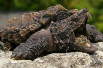 Thú chơi ngông của đại gia Việt: Săn “quái vật” làm thú cưng