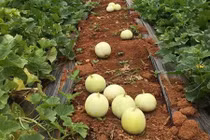 Thăm cánh đồng dưa lê "hốt" tiền triệu mỗi ngày