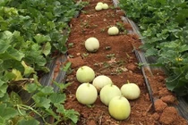 Thăm cánh đồng dưa lê "hốt" tiền triệu mỗi ngày