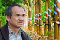 Giá cao su tăng, hàng nghìn hecta của bầu Đức sắp thu lợi khủng?