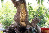 Thú chơi dát vàng cây cảnh xa xỉ của đại gia Việt