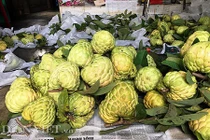 Ngỡ ngàng vườn mãng cầu na “siêu quả” to bằng chén cơm