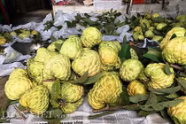 Ngỡ ngàng vườn mãng cầu na “siêu quả” to bằng chén cơm