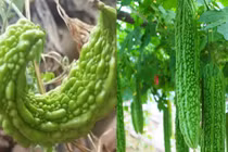 Mua mướp đắng nên chọn 'thẳng' hay 'cong'? 