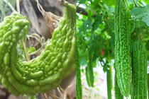 Mua mướp đắng nên chọn 'thẳng' hay 'cong'? 