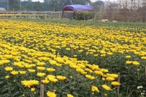 Làng hoa kiểng khắp nước tất bật vào vụ Tết 