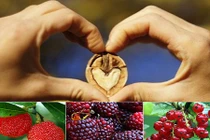 Quả dại nước ngoài về Việt Nam hóa trái lạ đắt đỏ