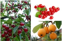 3 loại trái cây về Việt Nam tiền triệu, ở nước ngoài chỉ làm hàng rào