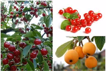 3 loại trái cây về Việt Nam tiền triệu, ở nước ngoài chỉ làm hàng rào