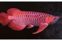 Cá rồng 3,6 tỷ đồng có gì đắt ngang ô tô? 