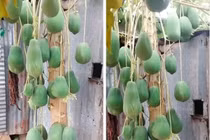 Tròn mắt cây đu đủ sai trĩu quả được định giá 7 tỷ