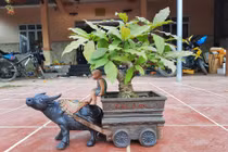 Trâu kéo lộc vừng để bàn tiền triệu hút khách Tết Tân sửu