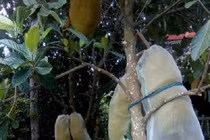 Nghệ sĩ Lê Bình nằm giường hành lang 200.000 đồng trị ung thư