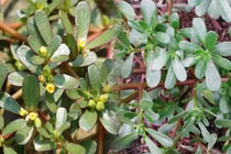 Khó tin rau dại “tốt ngang nhân sâm” bán đầy chợ Việt 