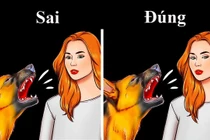 Điều không nên làm nếu gặp một con chó đi lạc, tránh nguy hiểm 