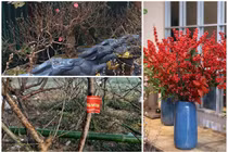 Độc lạ 4 loại đào gây sốt thị trường Tết Tân Sửu 2021