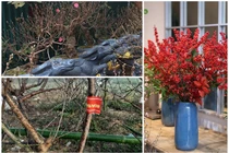 Độc lạ 4 loại đào gây sốt thị trường Tết Tân Sửu 2021