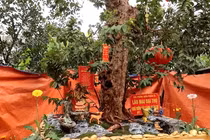 Cận cảnh cây ổi lạ 15 tỷ xôn xao cộng đồng mạng