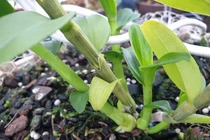 Tổng cục Thuế nói về việc quản lý mua bán "lan đột biến" trăm tỷ