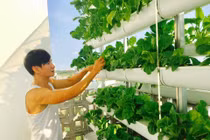 Mỏi mắt ngắm 'nông trại mini' xanh mướt trong nhà sao Việt