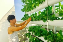 Mỏi mắt ngắm 'nông trại mini' xanh mướt trong nhà sao Việt