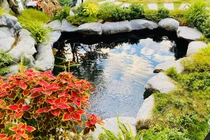 Cận cảnh khu vườn tràn ngập sắc hoa của Lã Thanh Huyền