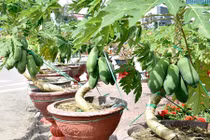 Đu đủ bonsai dáng siêu độc bung hàng đón Tết