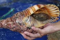 Tận mục loài ốc khổng lồ khiến dân Việt chi tiền triệu lùng mua