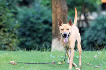 Đại gia Việt chơi lớn, chi cả tỷ đồng chơi chó “khủng“