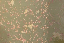 3 loại “lộc trời” giúp người Việt “hái ra tiền“